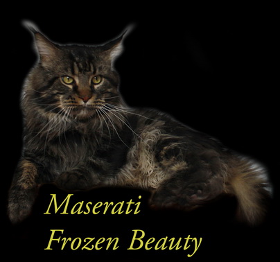 Frozen Beauty - Maserati