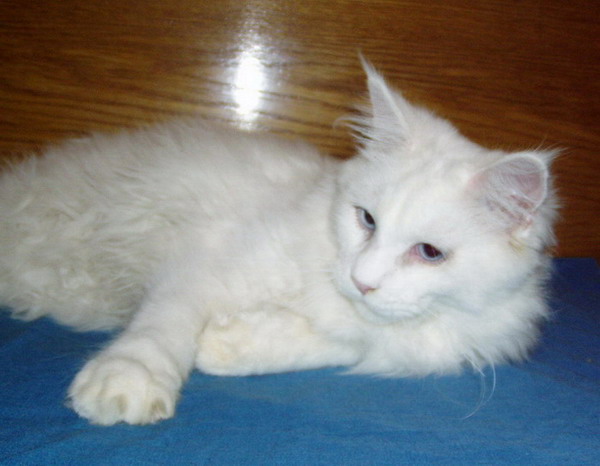 Frozen Beauty - Dasti