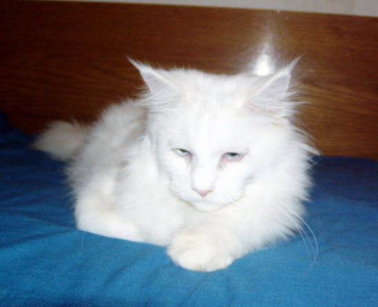 Frozen Beauty - Dasti