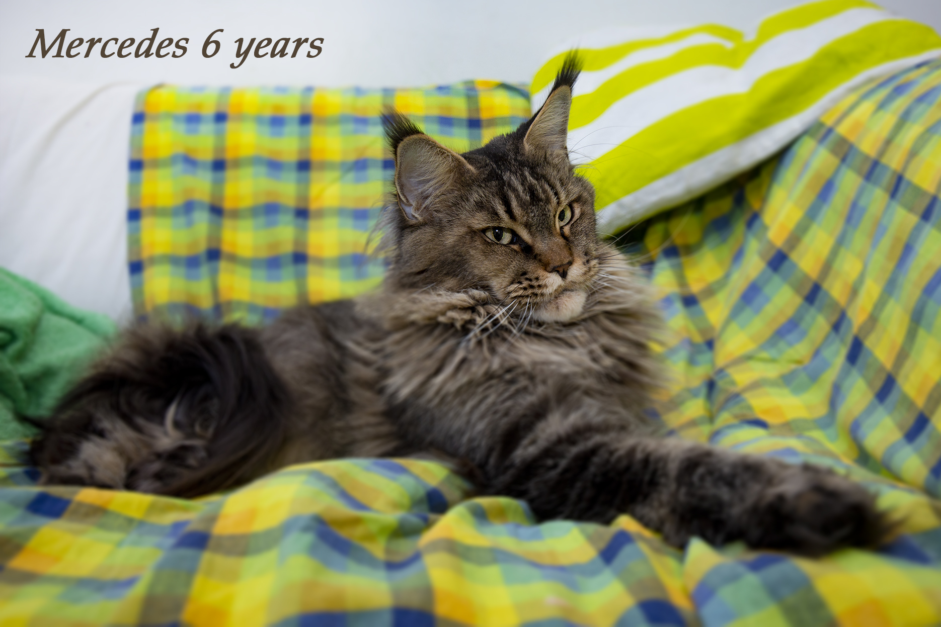 mainská mývalí kočka (maine coon) s PP Winerau Mercedes*AT ve vzácné barvě black ticked ve věku 6 let