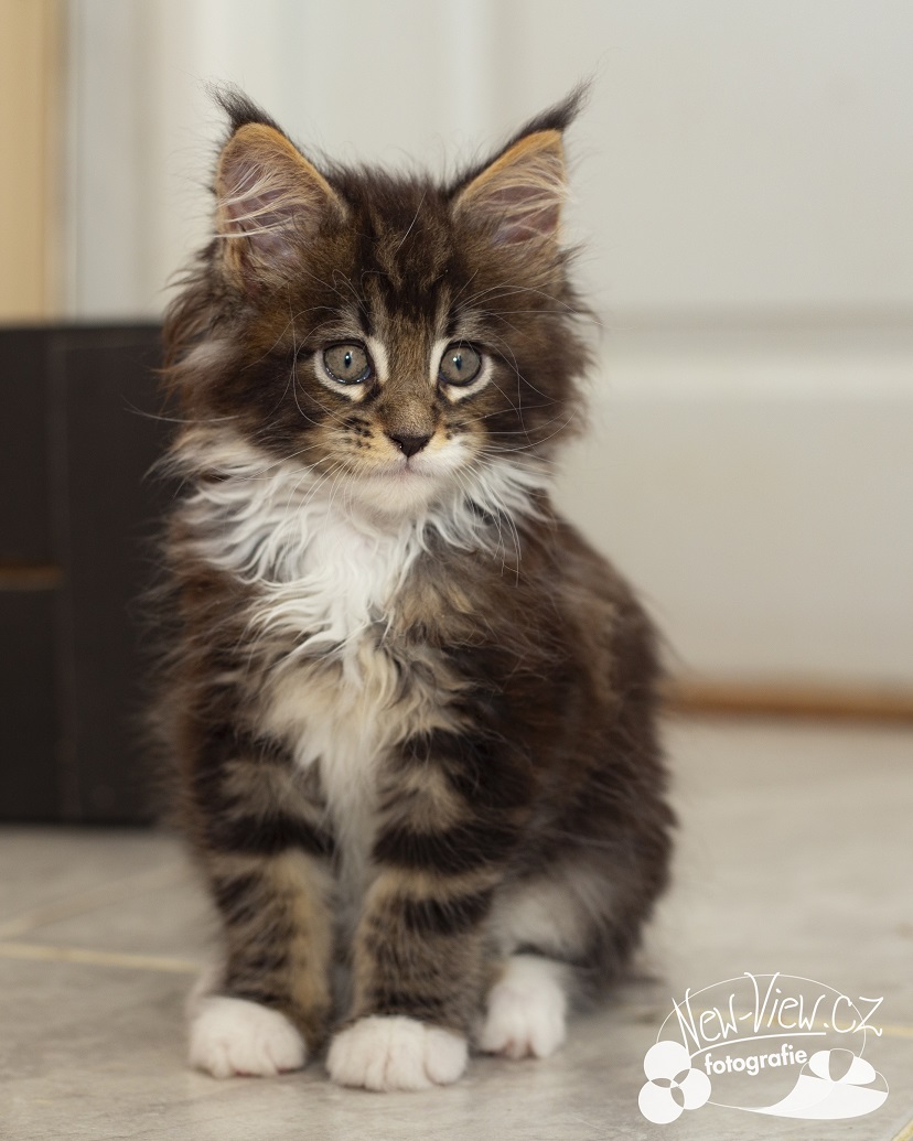 Frozen Beauty - mainsk� m�val� ko��tka kocourek �ern� mramorovan� s b�lou