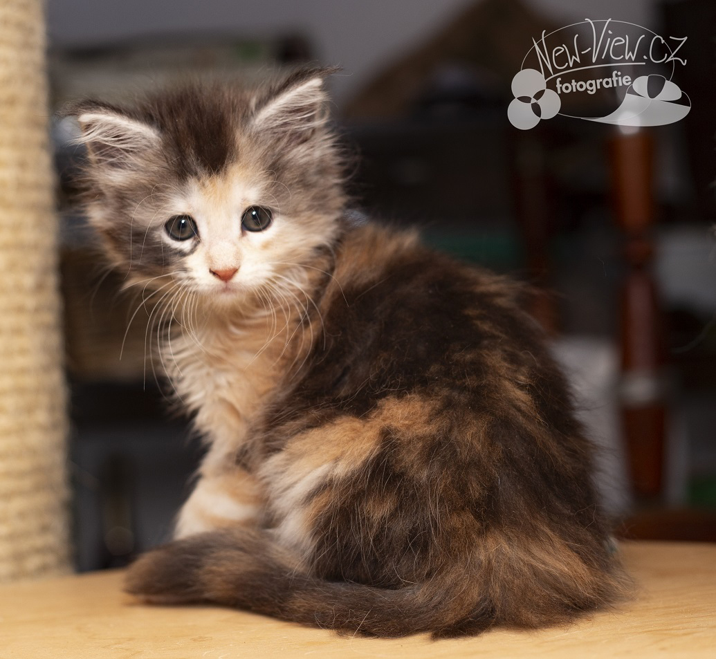 Frozen Beauty - mainsk� m�val� ko��tka ko�i�ka st��b�it� �elvovinov� s b�lou